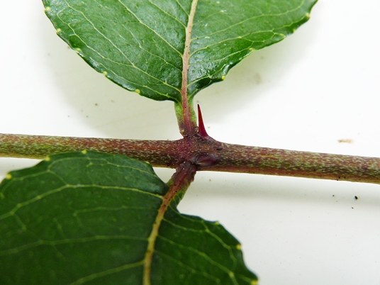 {Zanthoxylum clava-herculis}